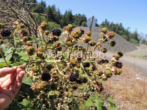 blackberry, Himalaya